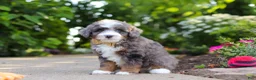 Mini Bernedoodle dogs for sale: Bear - Ad 3