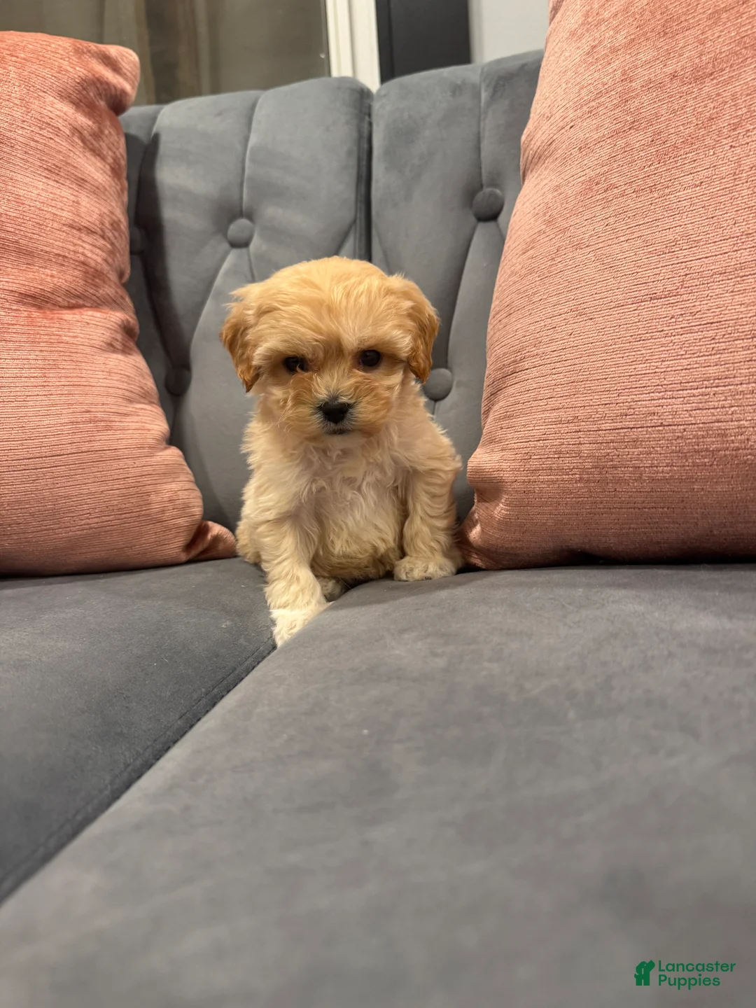 Cavapoo dogs for sale: Topper - Ad 2