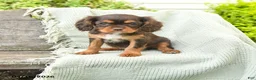 Cavalier King Charles Spaniel dogs for sale: Trixie - Ad 1