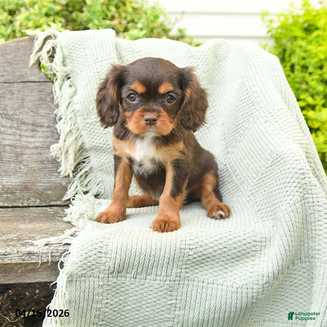 Cavalier King Charles Spaniel dogs for sale: Trixie - Ad 1