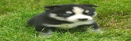 Siberian Husky dogs for sale: Sonya's male 5 - Ad 9