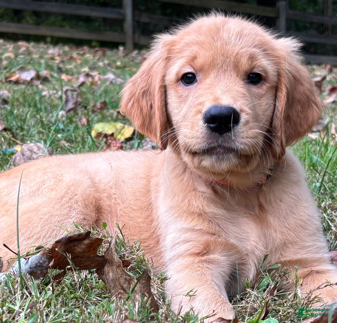 Golden Retriever dogs Golden Retriever “Daisy” - Ad 1