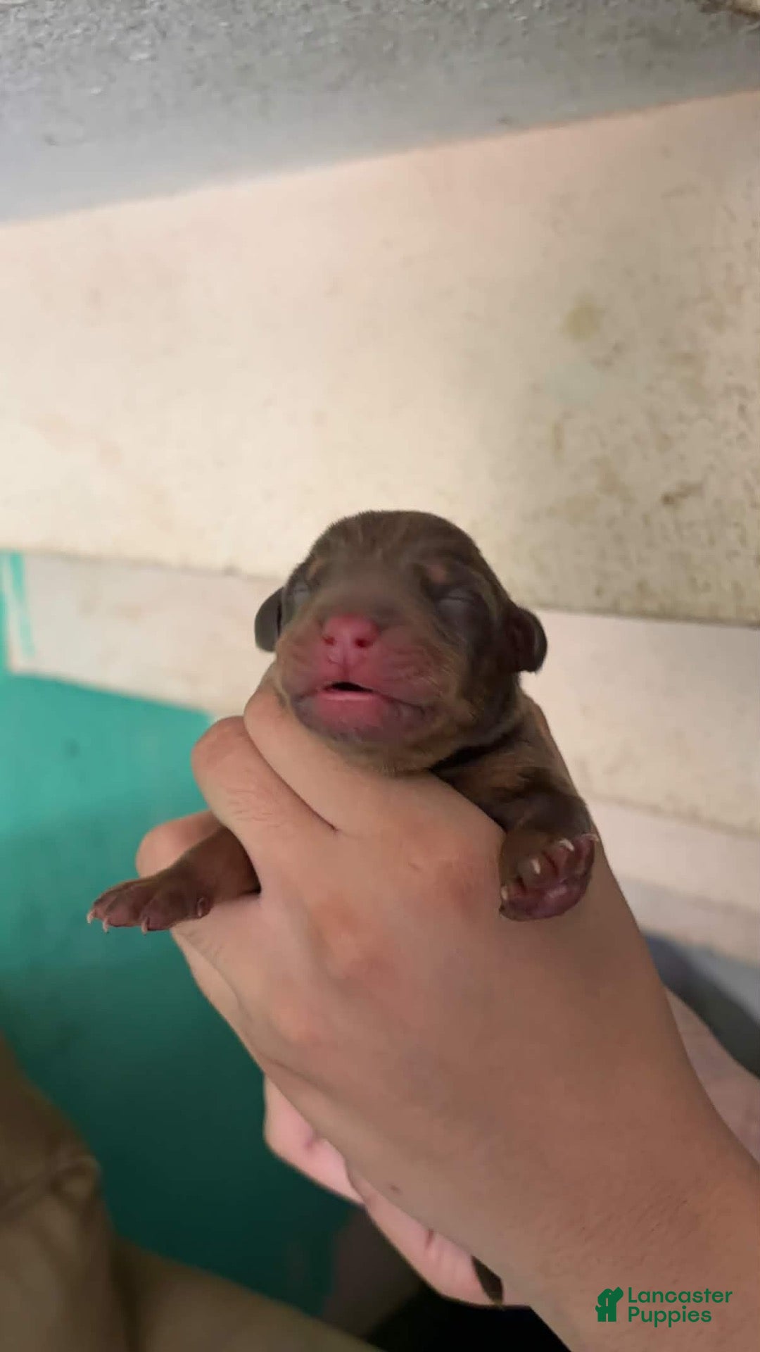 Doberman Pinscher dogs Doberman Pinscher 1 - Ad 4