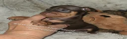 Miniature Pinscher dogs for sale: AKC Rider - Ad 7