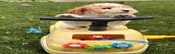 Cockapoo dogs for sale: Daisy  - Ad 7