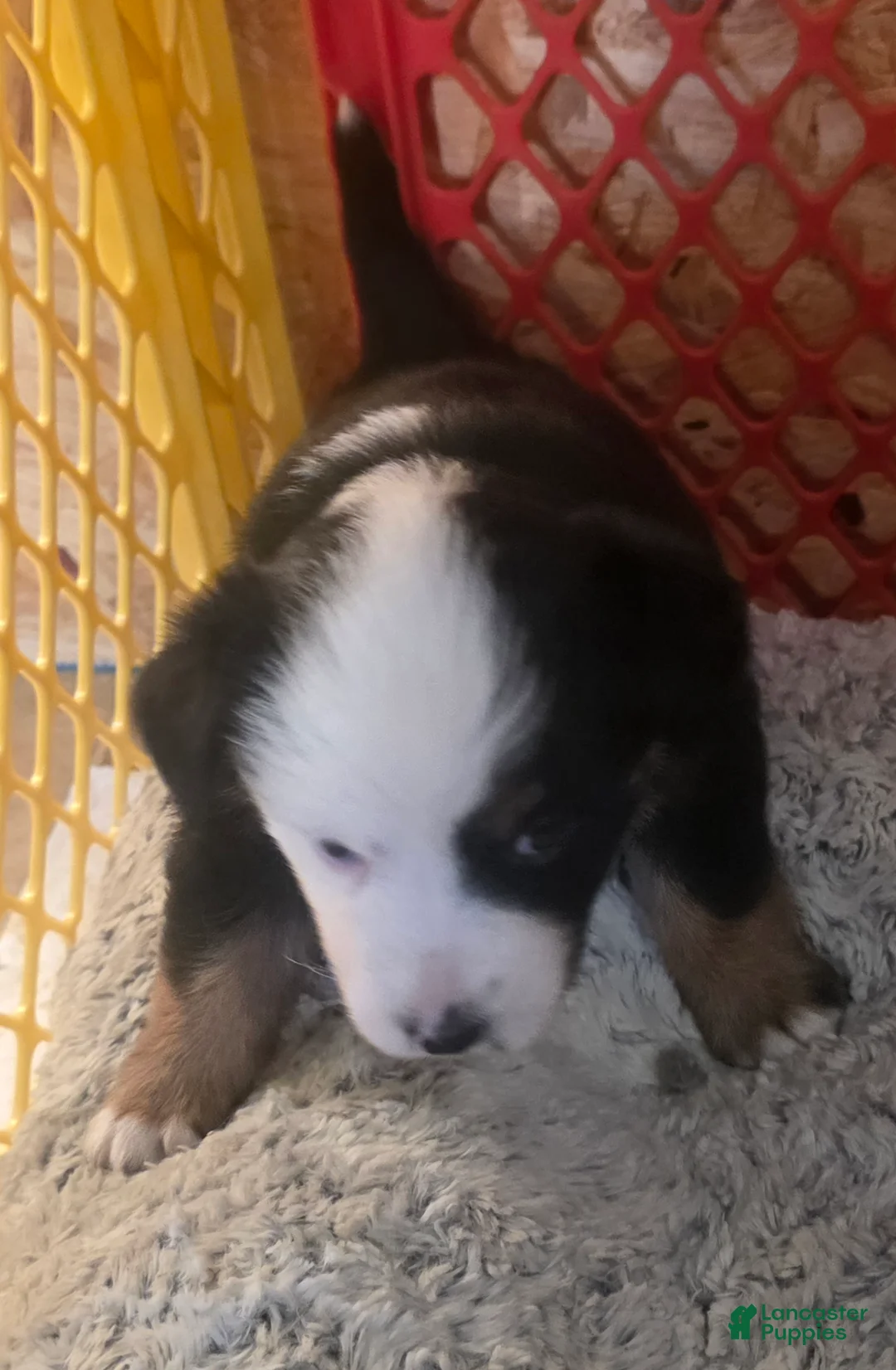 Australian Shepherd dogs for sale: Diana - Ad 2
