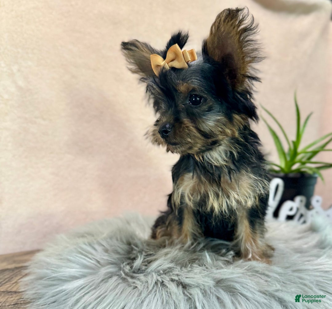 Yorkiepoo dogs for sale: Bella - Ad 4