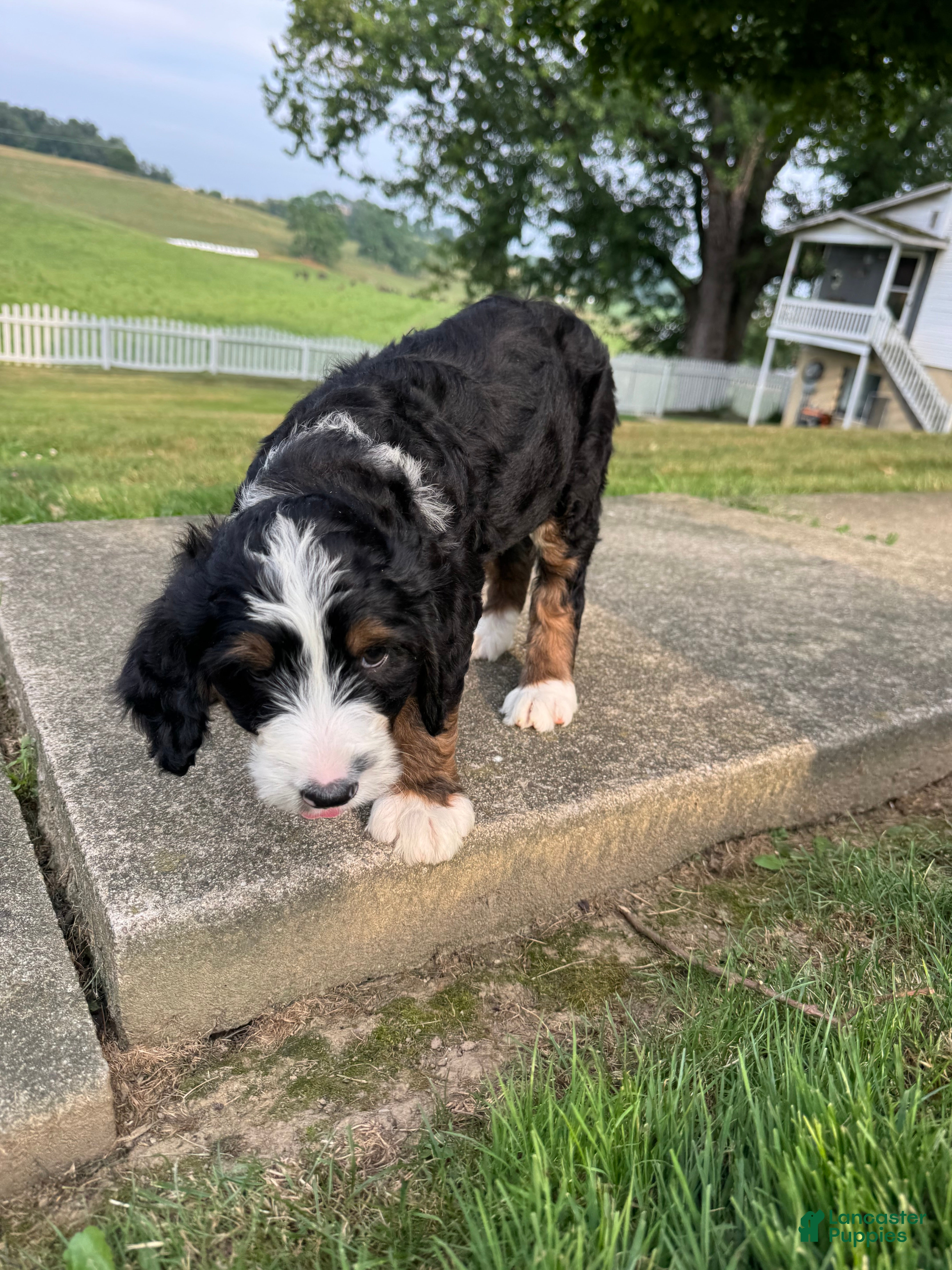 Bernedoodle dogs Ben - Ad 2