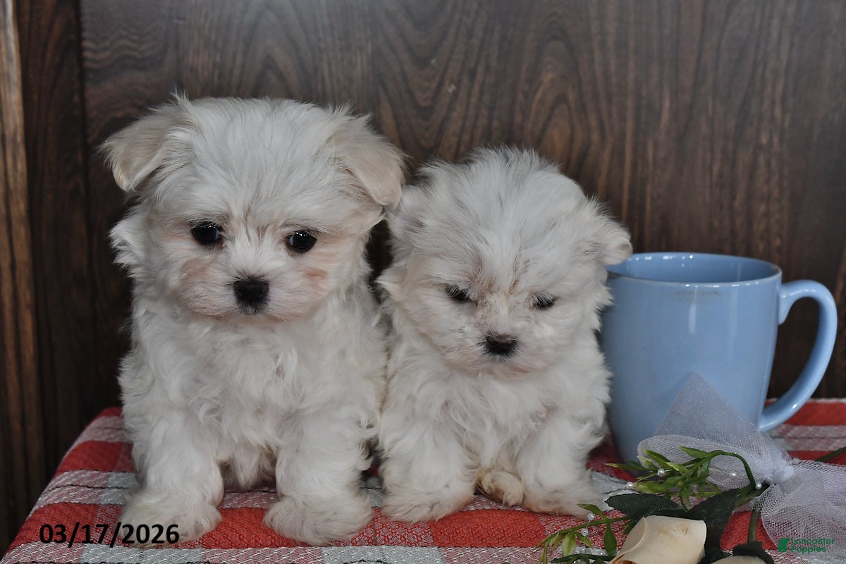Maltese dogs Olivia - Ad 2