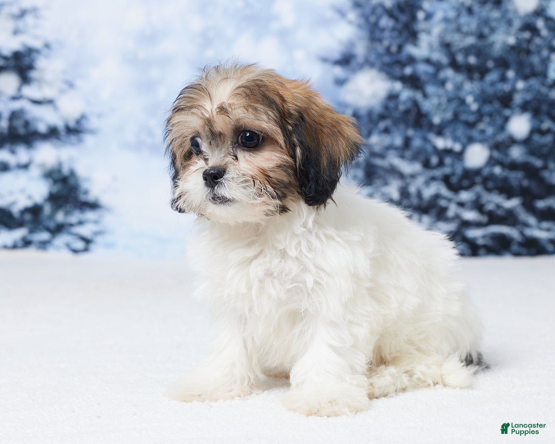 Teddy Bear dogs for sale: Abby - Ad 2