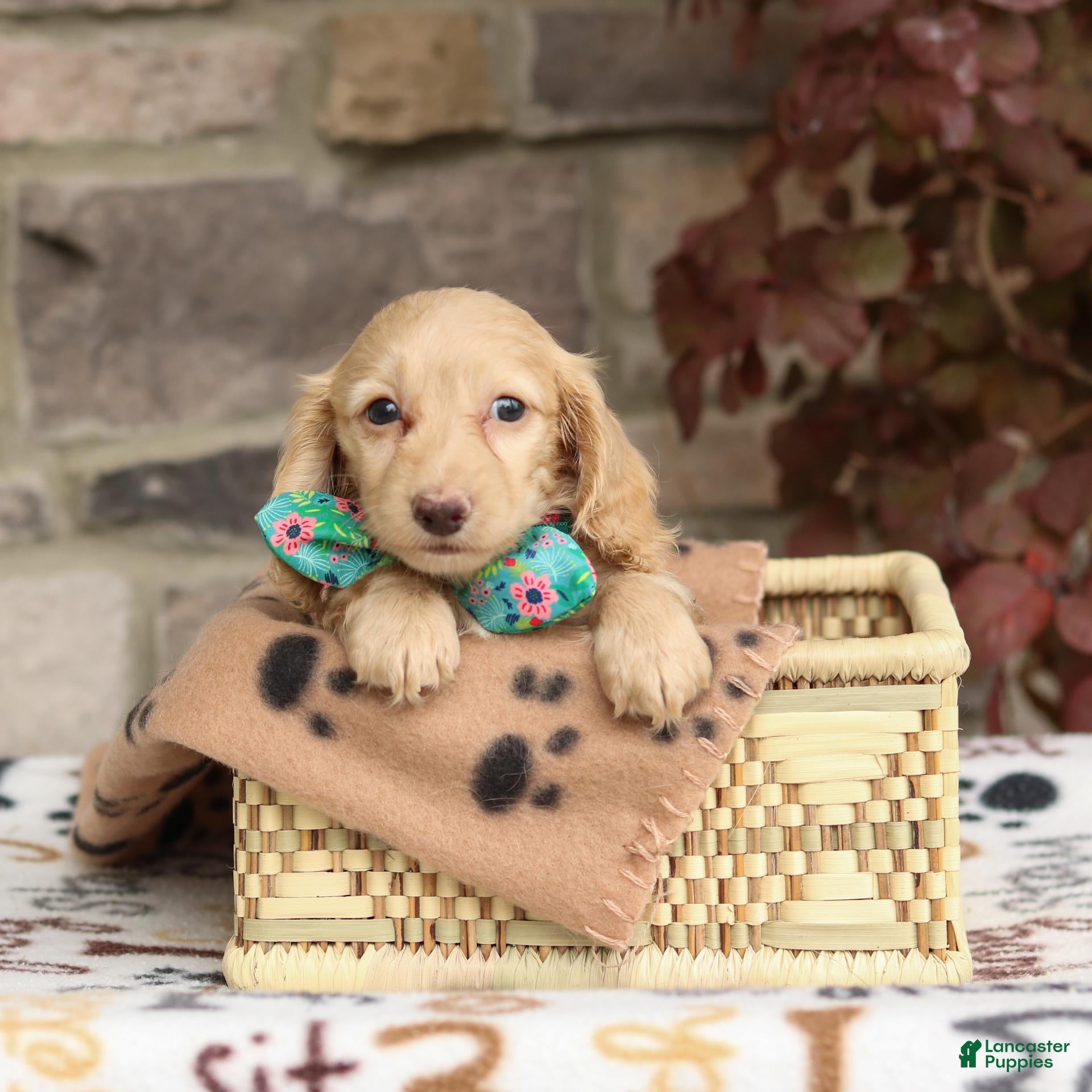 Zola (Dachshund, Female) in Plymouth, OH