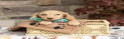 Miniature Dachshund dogs for sale: Zola - Ad 1