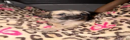 Pug dogs for sale: pudgy - Ad 1