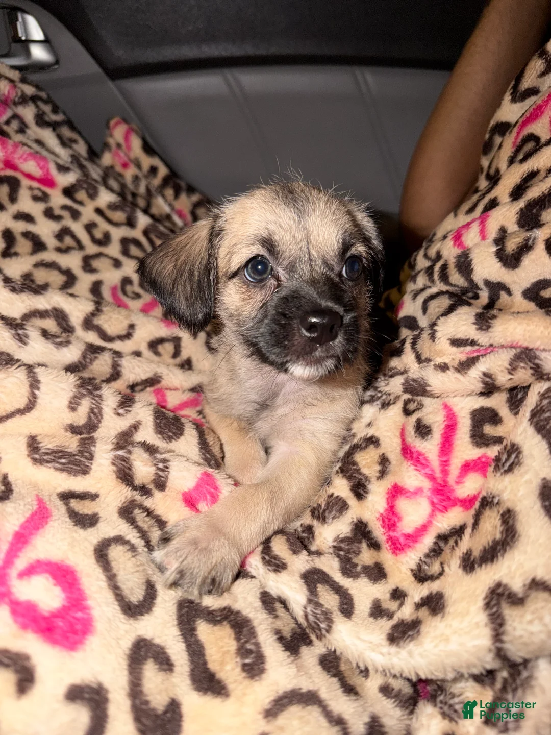 Pug dogs for sale: pudgy - Ad 1