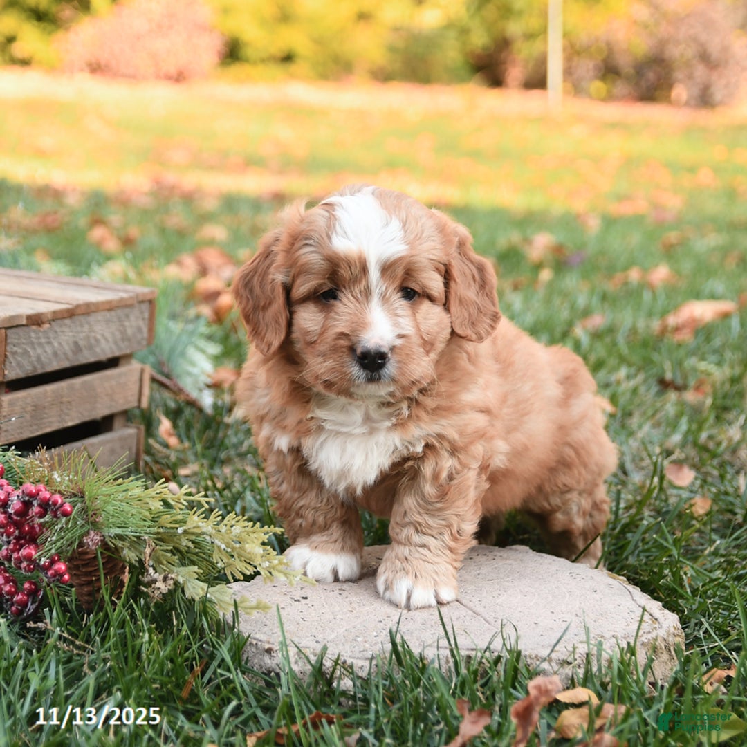 Mini Bernedoodle dogs for sale: Toby - Ad 5