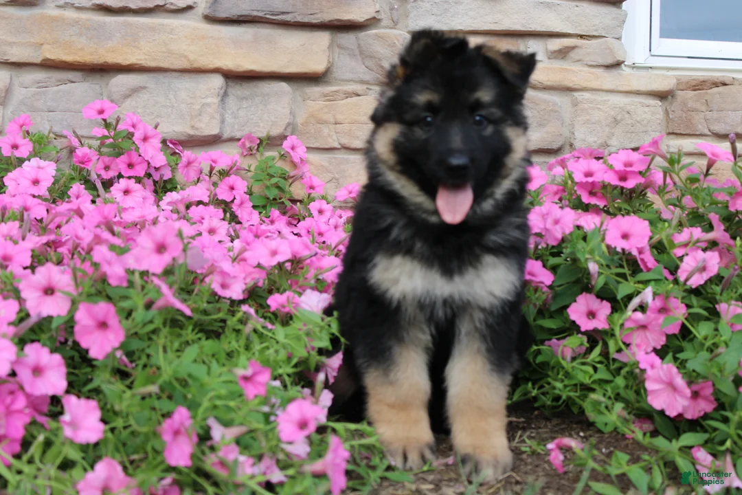 German Shepherd dogs for sale: Holly - Ad 2