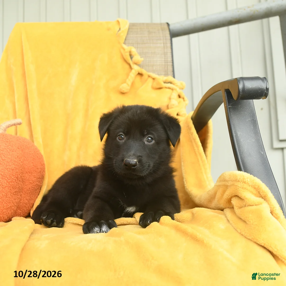 German Shepherd dogs for sale: Habakkuk  - Ad 1