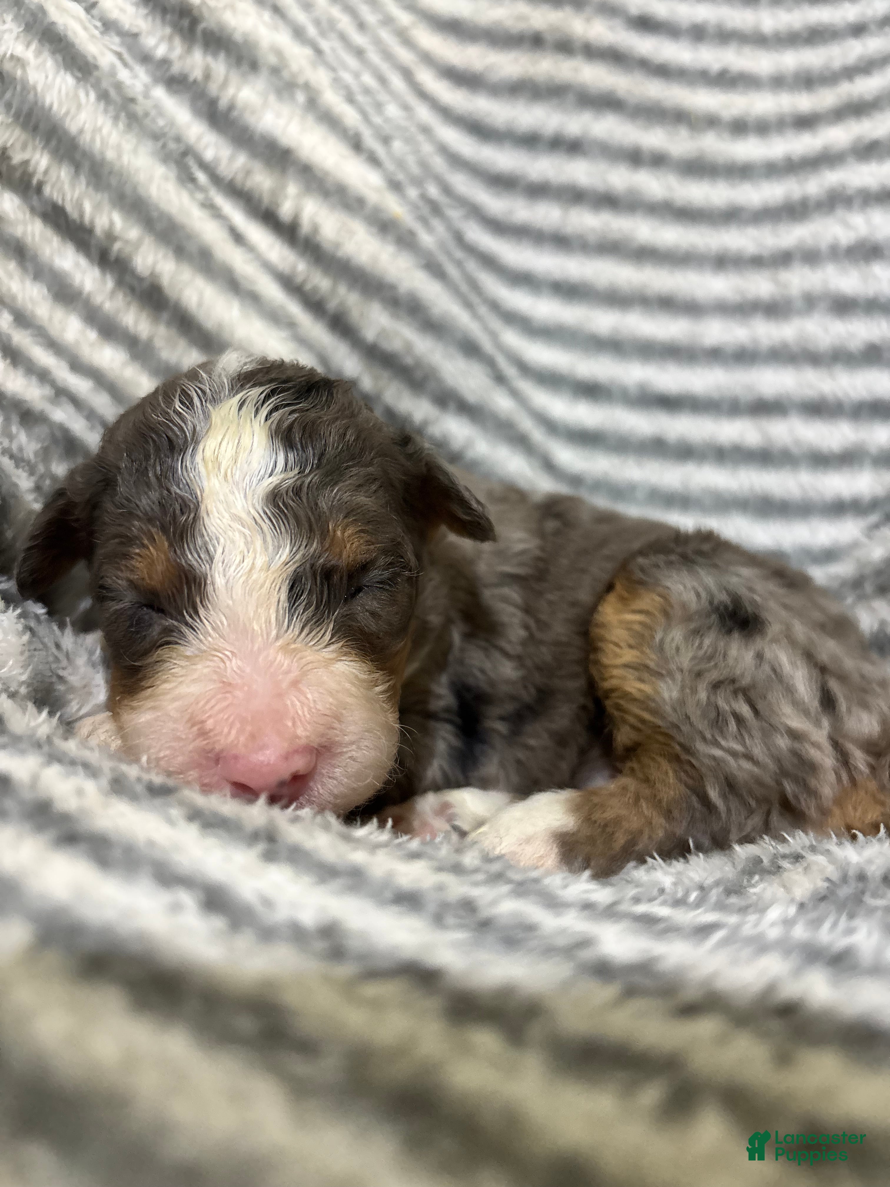 Aussiedoodle dogs Aussiedoodle 10 - Ad 1