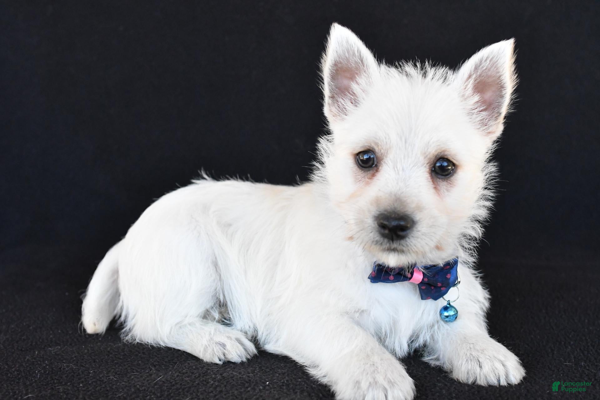 West Highland Terrier dogs for sale: Kobe - Ad 2