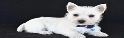 West Highland Terrier dogs for sale: Kobe - Ad 2