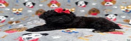 Shihpoo dogs for sale: Bailey - Ad 8