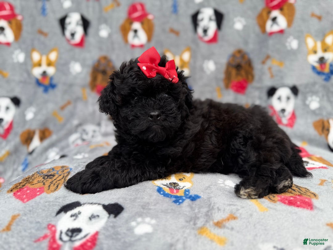 Shihpoo dogs for sale: Bailey - Ad 8