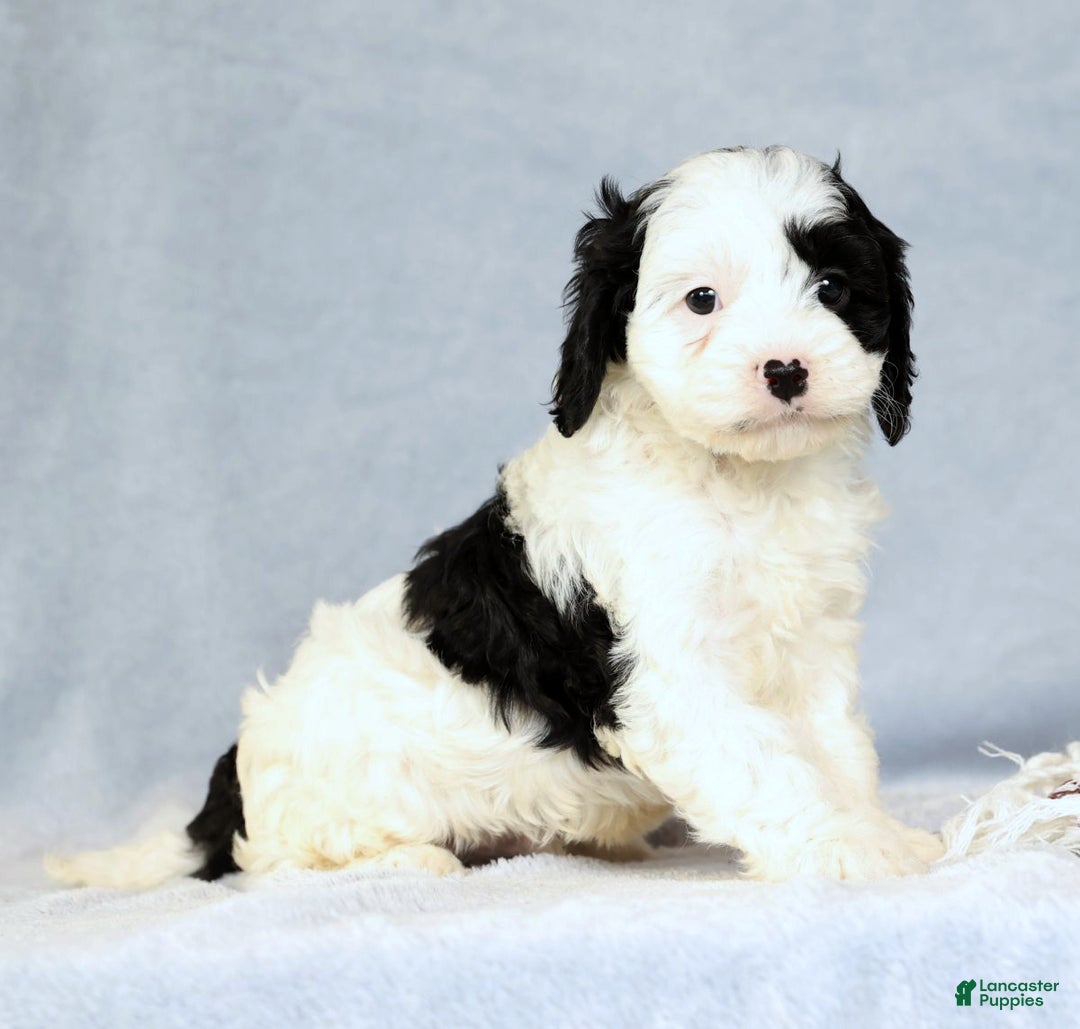 Cavapoo dogs for sale: Bently - Ad 8