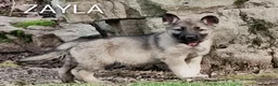 German Shepherd dogs for sale: Zayla - Ad 5