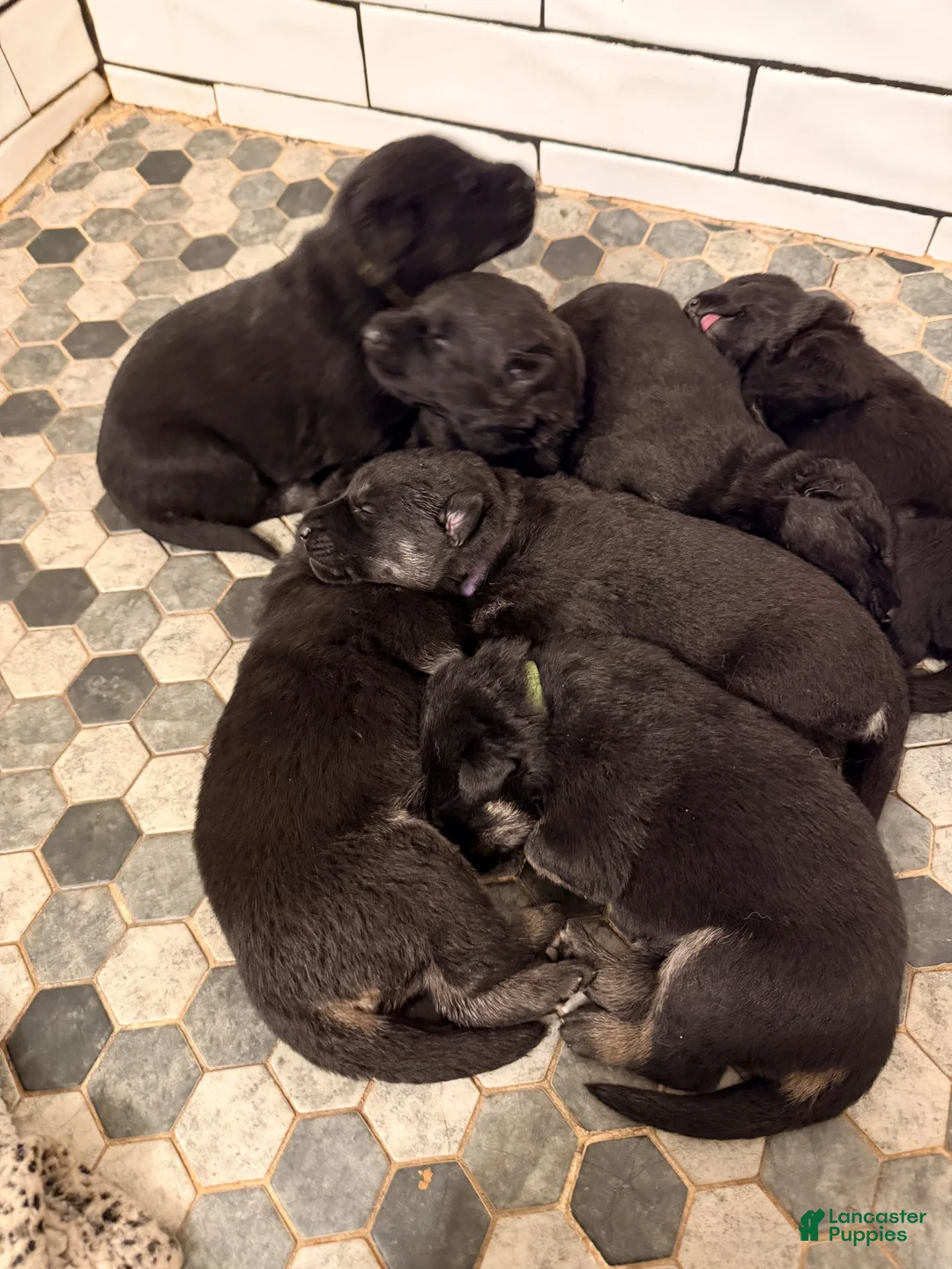 German Shepherd dogs for sale: German Shepherd 1 - Ad 3