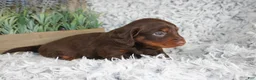 Dachshund dogs for sale: PERCY - Ad 3