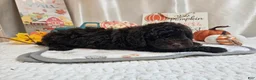 Miniature Poodle dogs for sale: Arnold Jay - Ad 2
