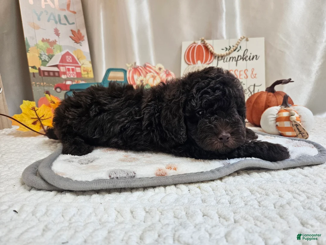 Miniature Poodle dogs for sale: Arnold Jay - Ad 2