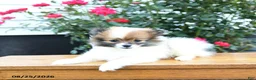 Pomeranian dogs for sale: Karma - Ad 4
