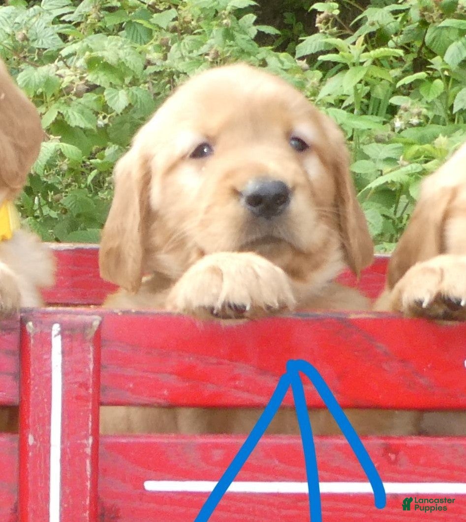 Golden Retriever dogs for sale: Chloe - Ad 2