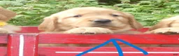 Golden Retriever dogs for sale: Chloe - Ad 1