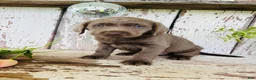 Labrador Retriever dogs for sale: Missy  - Ad 3