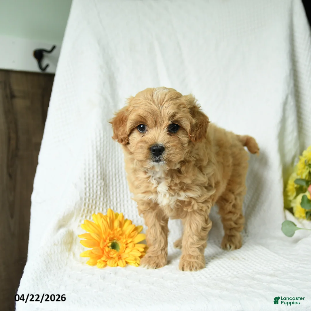 Mixed Breed dogs for sale: Lacey - Ad 5