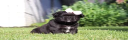 French Bulldog dogs for sale: Regina - Ad 5