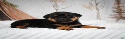 Rottweiler dogs for sale: Beretta - Ad 10