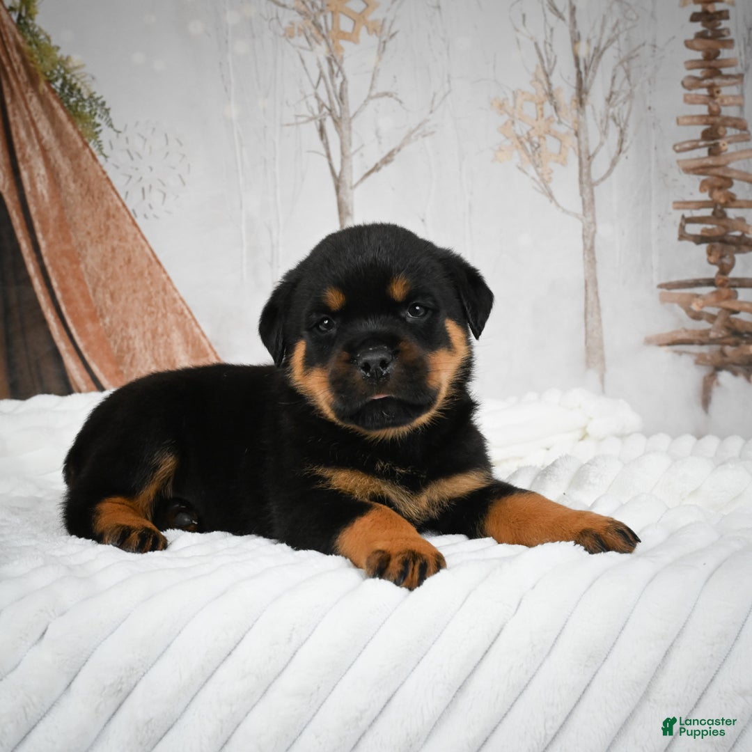 Rottweiler dogs for sale: Beretta - Ad 10