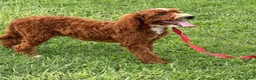 Labradoodle dogs for sale: Casanova - Ad 3