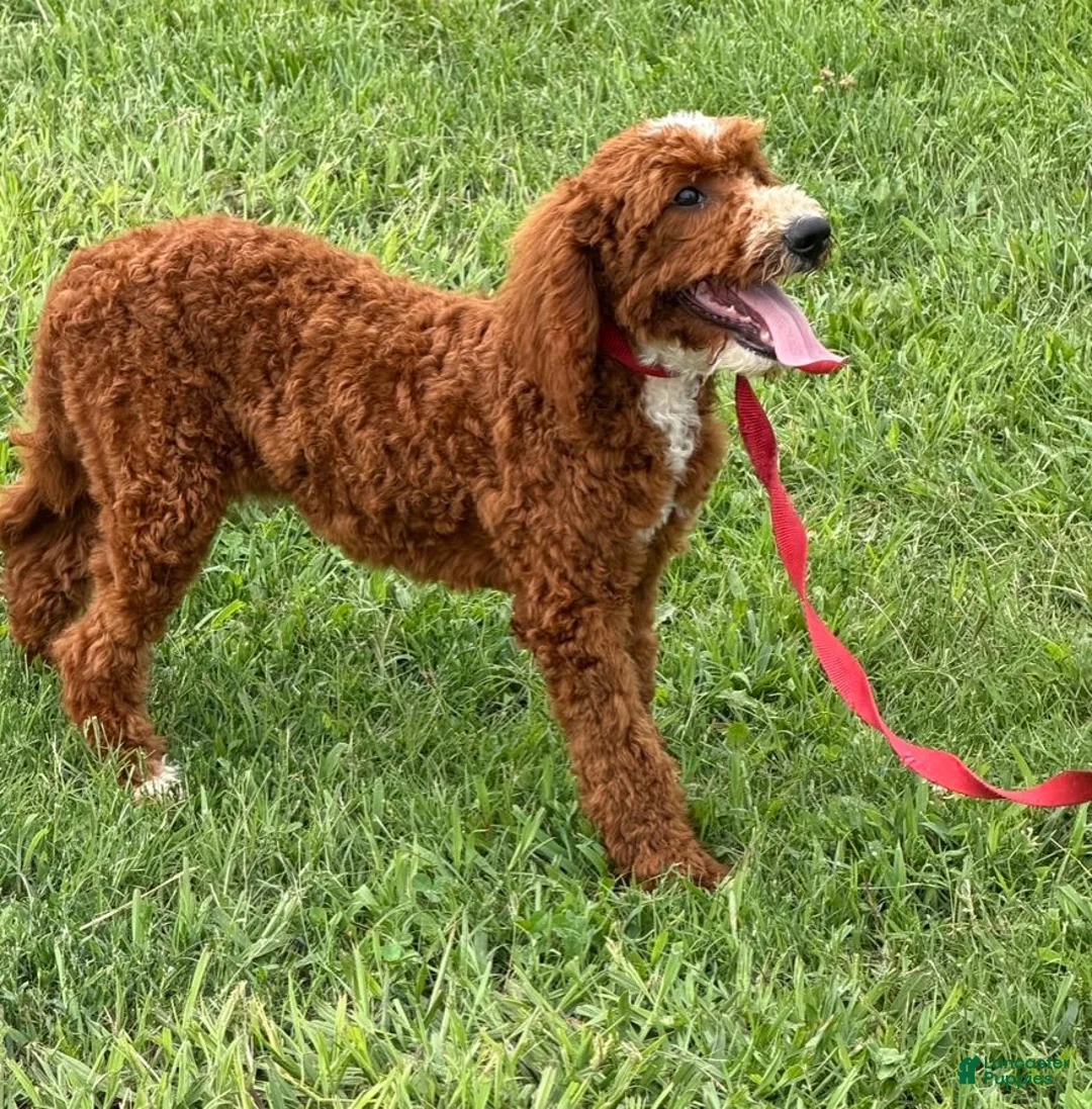 Labradoodle dogs for sale: Casanova - Ad 3