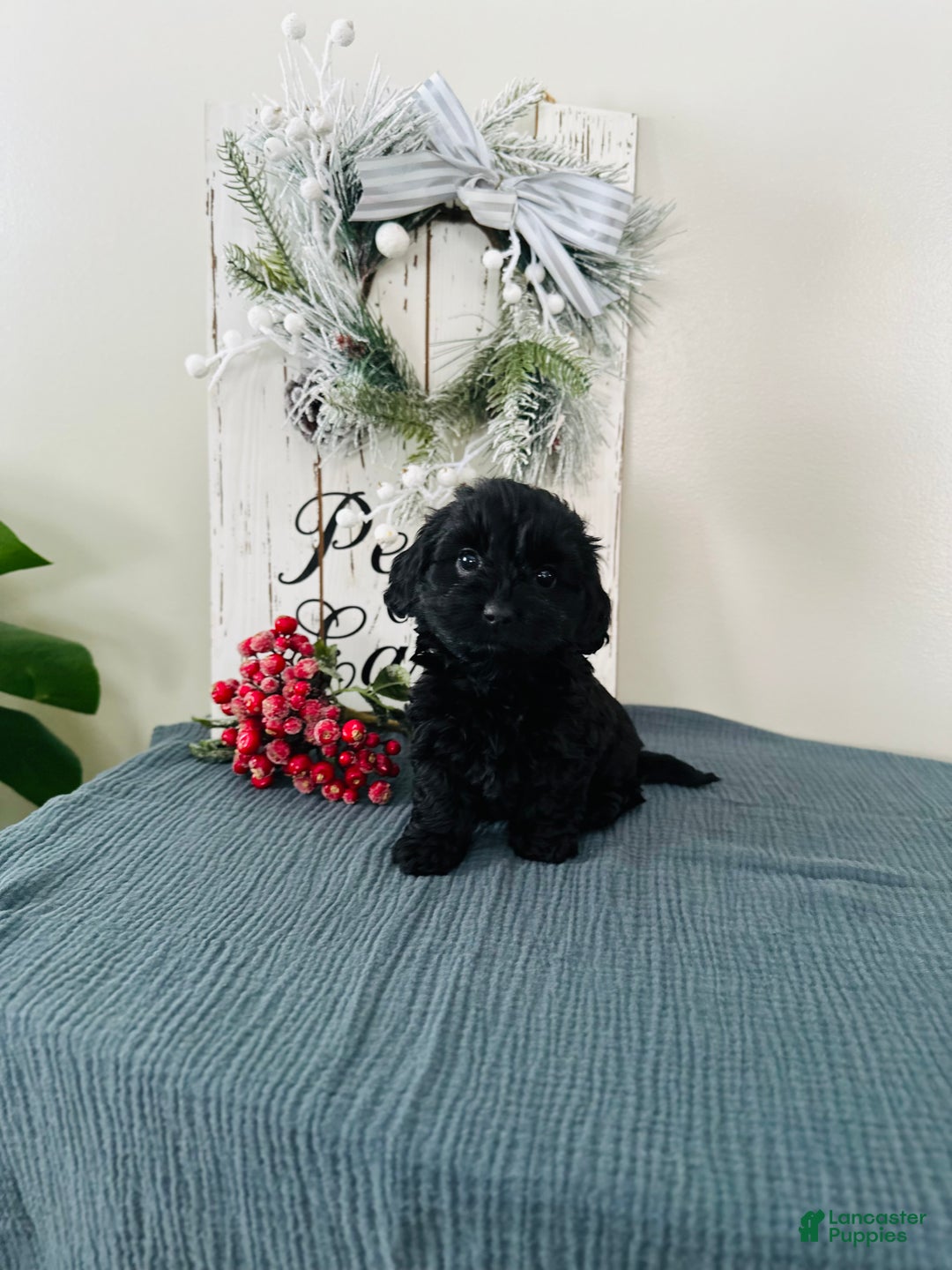 Mixed Breed dogs for sale: Star - Ad 1