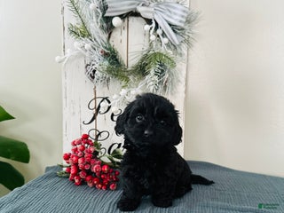 Mixed Breed dogs Star - Ad 8