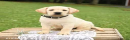 Labrador Retriever dogs for sale: Muffin - Ad 5