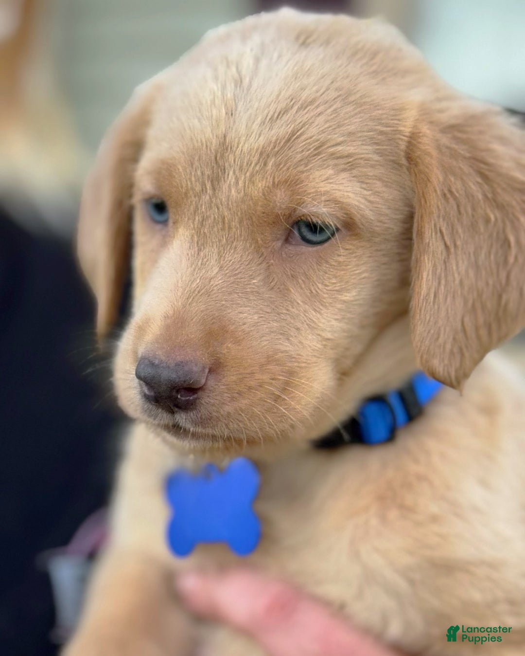 Labrador Retriever dogs for sale: Labrador Retriever Puppy 2 - Ad 8