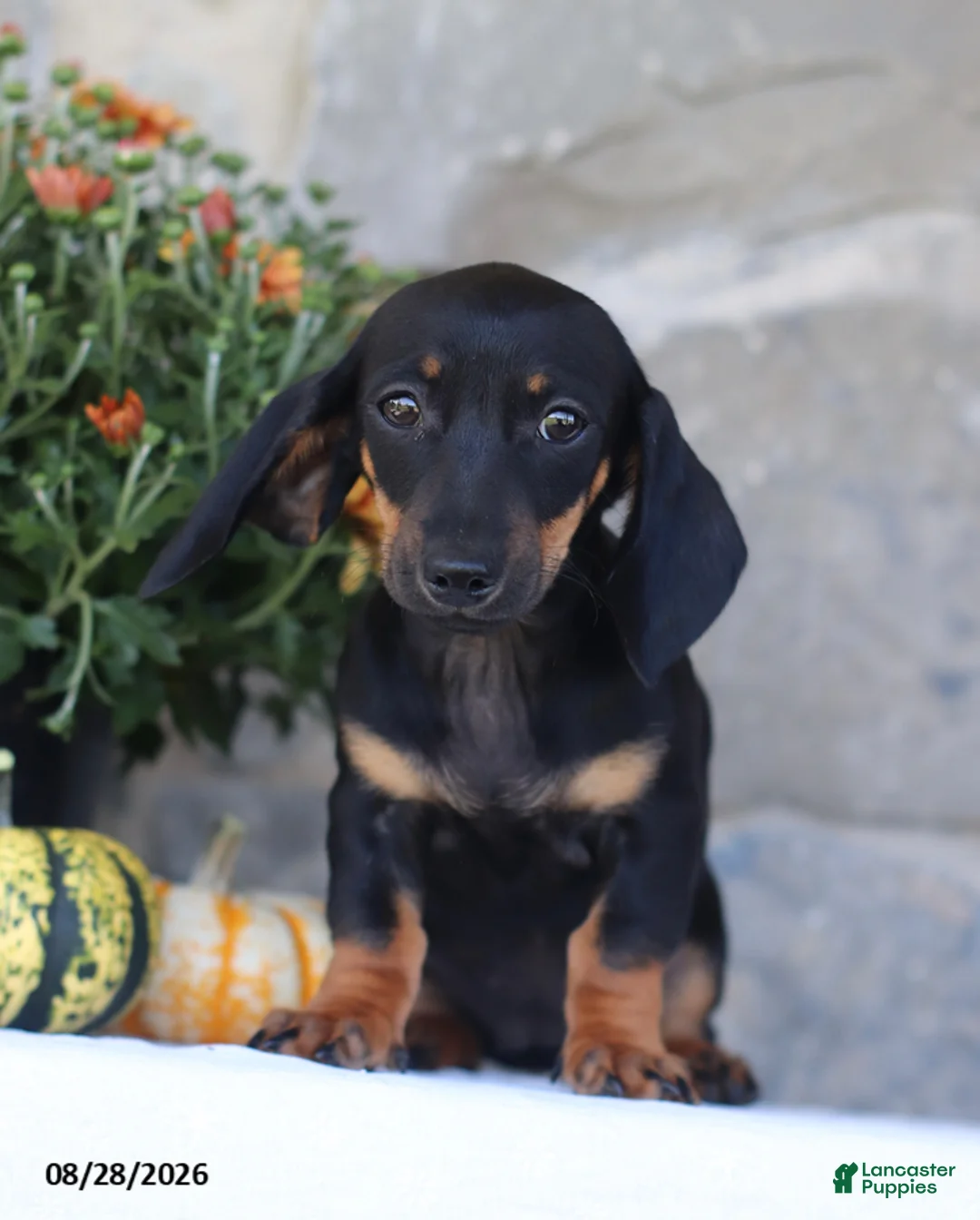 Dachshund dogs for sale: Sasha - Ad 1