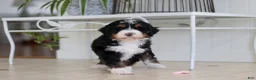 Mini Bernedoodle dogs for sale: Tyra - Ad 10