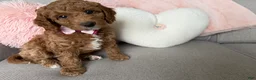 Mini Goldendoodle dogs for sale: Bailey  - Ad 1