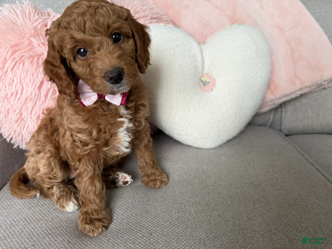Mini Goldendoodle dogs for sale: Bailey  - Ad 1